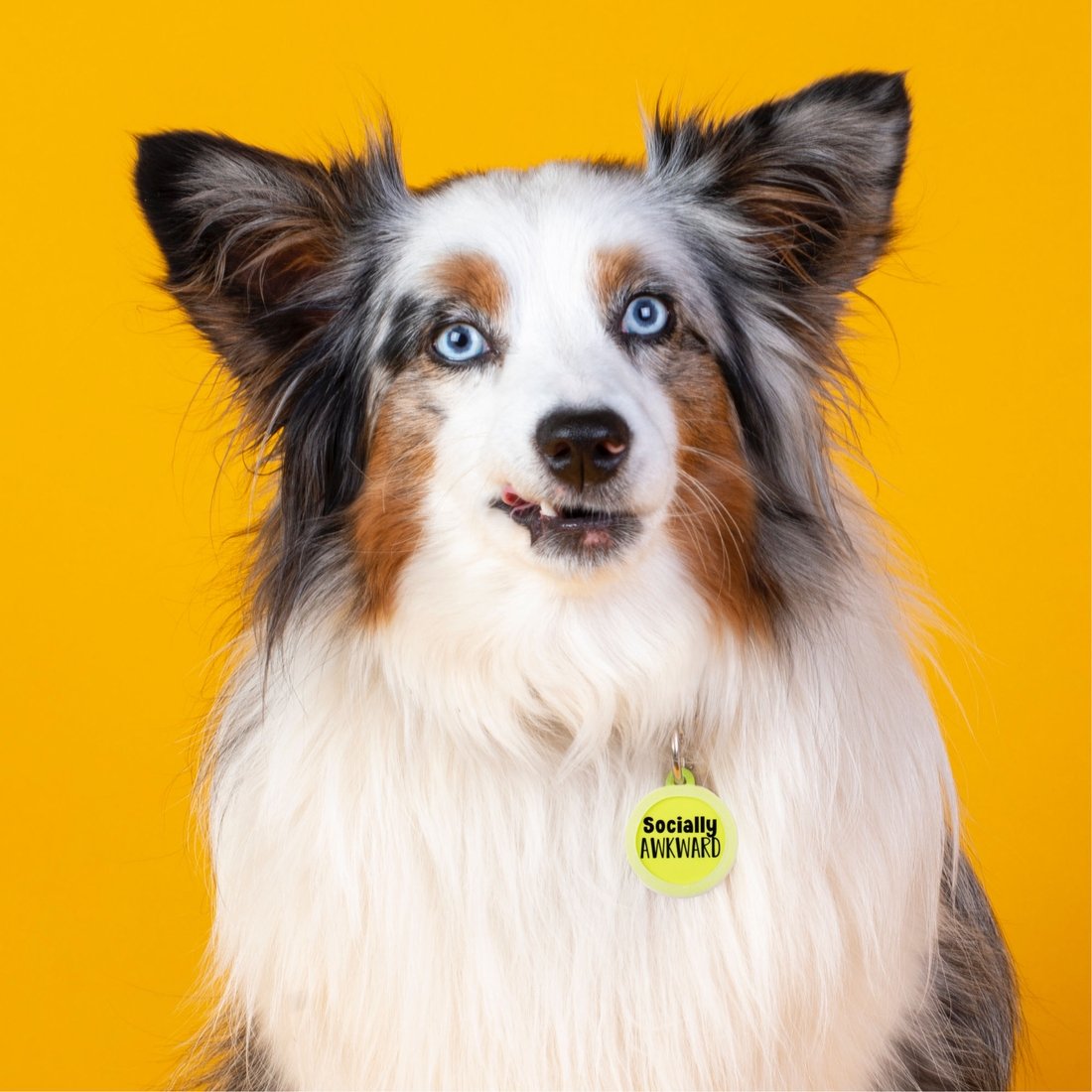 Socially Awkward dog wears the perfect dog tag to describe him