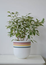 Load image into Gallery viewer, Potted plant with a colorful striped pot on a white surface against a light gray background