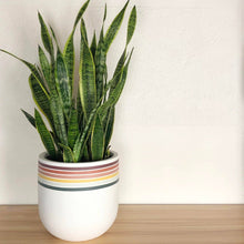 Load image into Gallery viewer, Potted plant with striped pot on a wooden surface