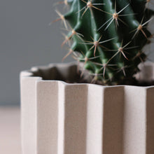 Load image into Gallery viewer, Cactus in a textured pot with a blurred background