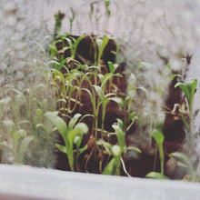Load image into Gallery viewer, Seattle Seed Co. - Microgreens and Seed-Starting Kit