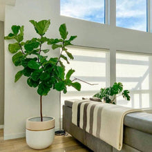 Load image into Gallery viewer, Potted plant next to a sofa with a striped blanket in a bright room with large windows.