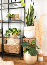 Load image into Gallery viewer, Decorative indoor setting with plants, shelves, and baskets on a wooden floor.