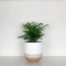 Load image into Gallery viewer, Potted plant in a white and beige pot on a light gray surface with a light gray background