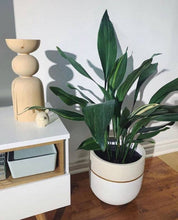 Load image into Gallery viewer, Potted plant on a wooden floor with a white cabinet and decorative lamp in the background.