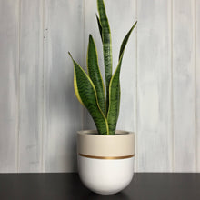 Load image into Gallery viewer, Potted snake plant with a white and gold pot on a wooden surface.
