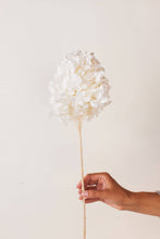 Load image into Gallery viewer, Idlewild Floral Co. - White PeeGee Hydrangea