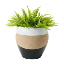 Load image into Gallery viewer, Decorative planter with a black and beige base and a white top, containing a green fern on a white background.