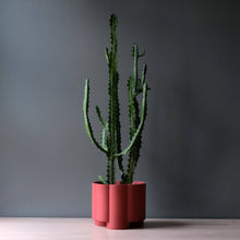 Load image into Gallery viewer, Potted cactus plant on a wooden surface with a gray background