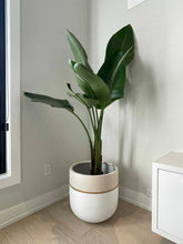 Load image into Gallery viewer, Large potted plant in a room with a neutral color scheme