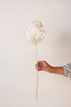 Load image into Gallery viewer, Idlewild Floral Co. - White PeeGee Hydrangea