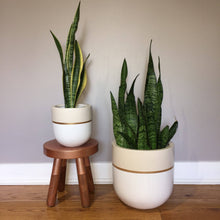 Load image into Gallery viewer, Two snake plants in white pots with gold bands on a wooden floor against a plain wall.

