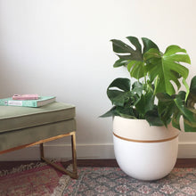 Load image into Gallery viewer, Potted plant next to a green cushioned bench on a patterned rug.
