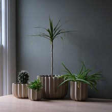Load image into Gallery viewer, Set of potted plants on a wooden surface with a dark gray wall background
