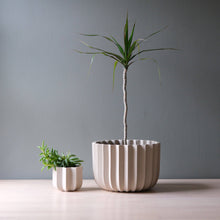 Load image into Gallery viewer, Two potted plants on a table with a gray background
