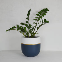 Load image into Gallery viewer, Potted plant in a white and navy planter on a light gray background
