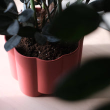 Load image into Gallery viewer, Potted plant with dark soil in a red pot on a light surface
