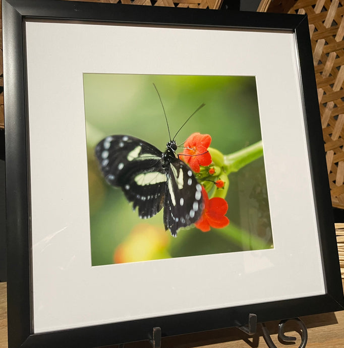 full color image of a local Northeast Ohio butterfly. Captured by Cleveland's Ronnie Puzzitiello.