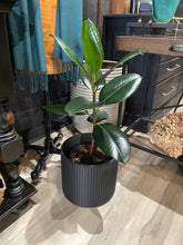 Load image into Gallery viewer, A potted rubber plant with glossy green leaves in a black ribbed pot, shown in an indoor setting with a light wood floor and furniture in the background.
