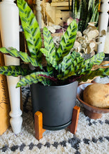 Load image into Gallery viewer, Black Ceramic Cylinder Planter
