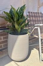 Load image into Gallery viewer, Tall green potted plant in a textured white pot on a patio with a chair and wall in the background.
