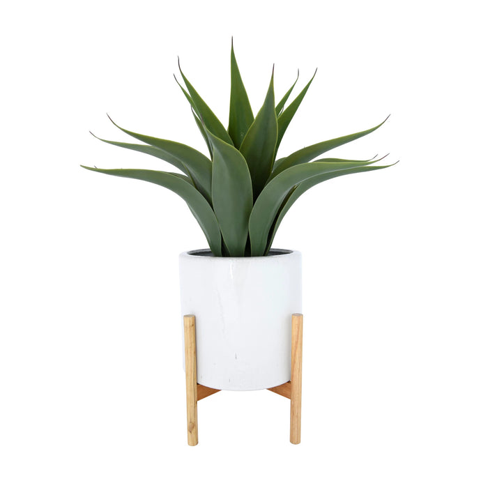 Green potted plant in a white pot with wooden stand on a white background