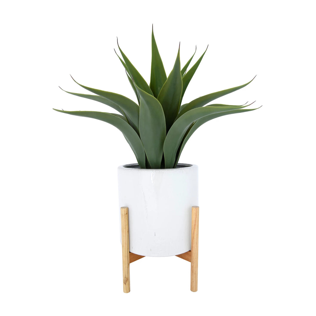 Green potted plant in a white pot with wooden stand on a white background
