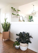 Load image into Gallery viewer, Indoor plants in pots on a wooden floor with a white wall background
