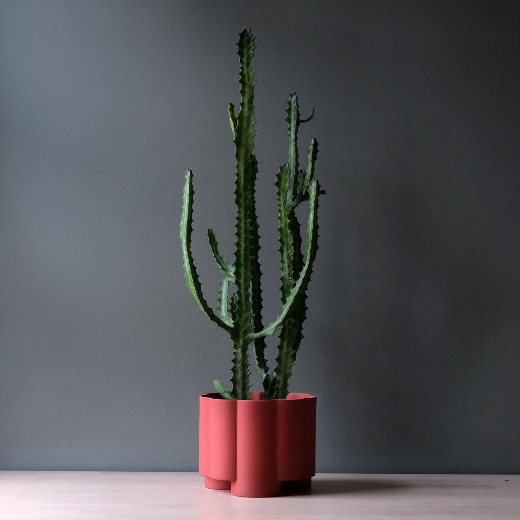 Potted cactus plant on a wooden surface with a gray background