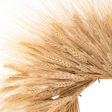 Load image into Gallery viewer, Close-up of dried wheat stalks on a white background
