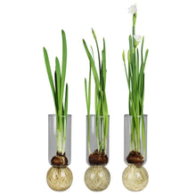 Load image into Gallery viewer, Three glass vases with plant bulbs on a white background
