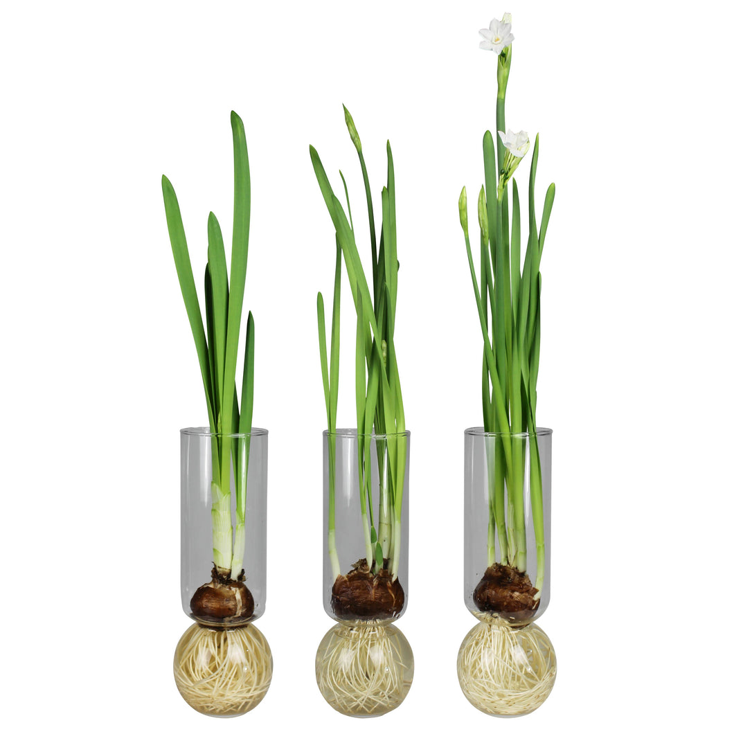 Three glass vases with plant bulbs on a white background