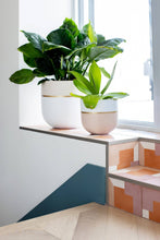 Load image into Gallery viewer, Two potted plants on a windowsill with a geometric-patterned bench in the foreground.
