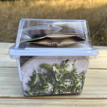 Load image into Gallery viewer, Seattle Seed Co. - Microgreens and Seed-Starting Kit
