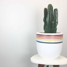 Load image into Gallery viewer, Cactus in a pot with colorful stripes on a white background
