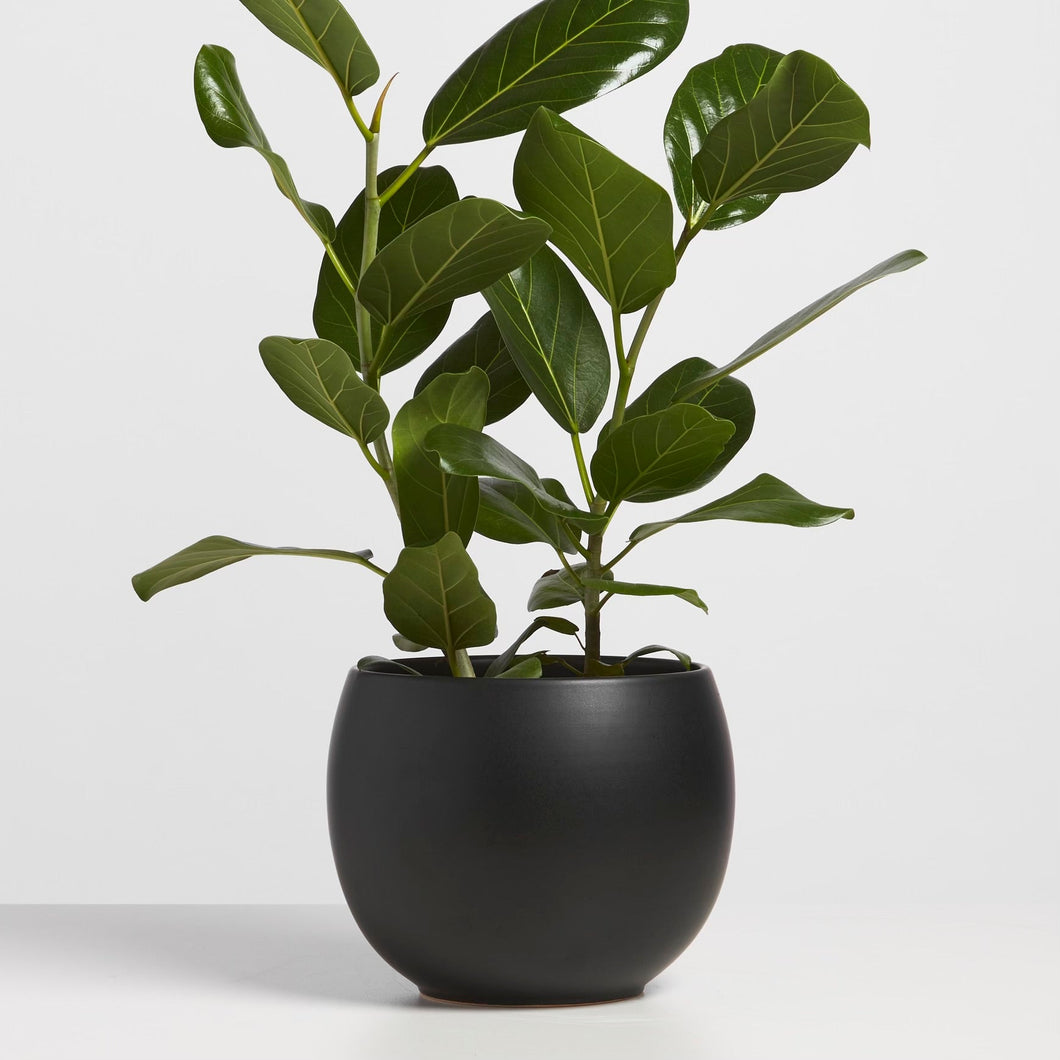 Sphere Planter - 6 inch
