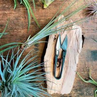Seattle Seed Co. - Extra Sharp Steel Herb Snips