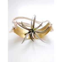 Load image into Gallery viewer, Curved Shelf Air Plant Wall Holder
