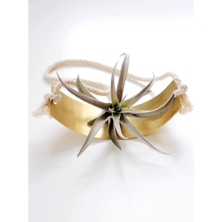Curved Shelf Air Plant Wall Holder