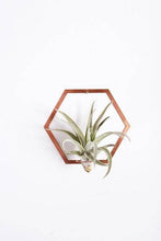 Load image into Gallery viewer, Hexagon Frame Air Plant Wall Holder
