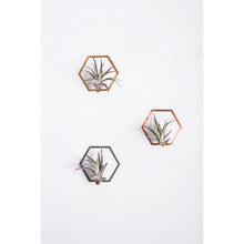 Load image into Gallery viewer, Hexagon Frame Air Plant Wall Holder
