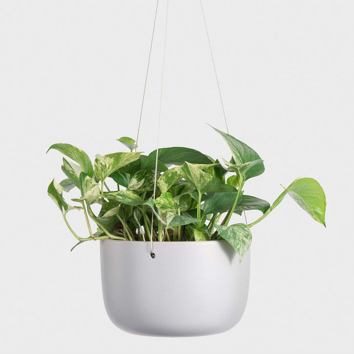 grey ceramic hanging planter
