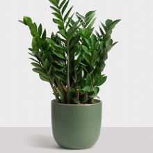Load image into Gallery viewer, Forest Green Ceramic Contour Planter
