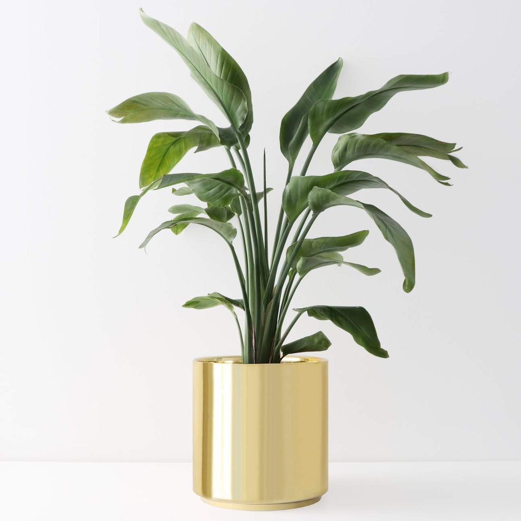 Gold Ceramic Cylinder Planter