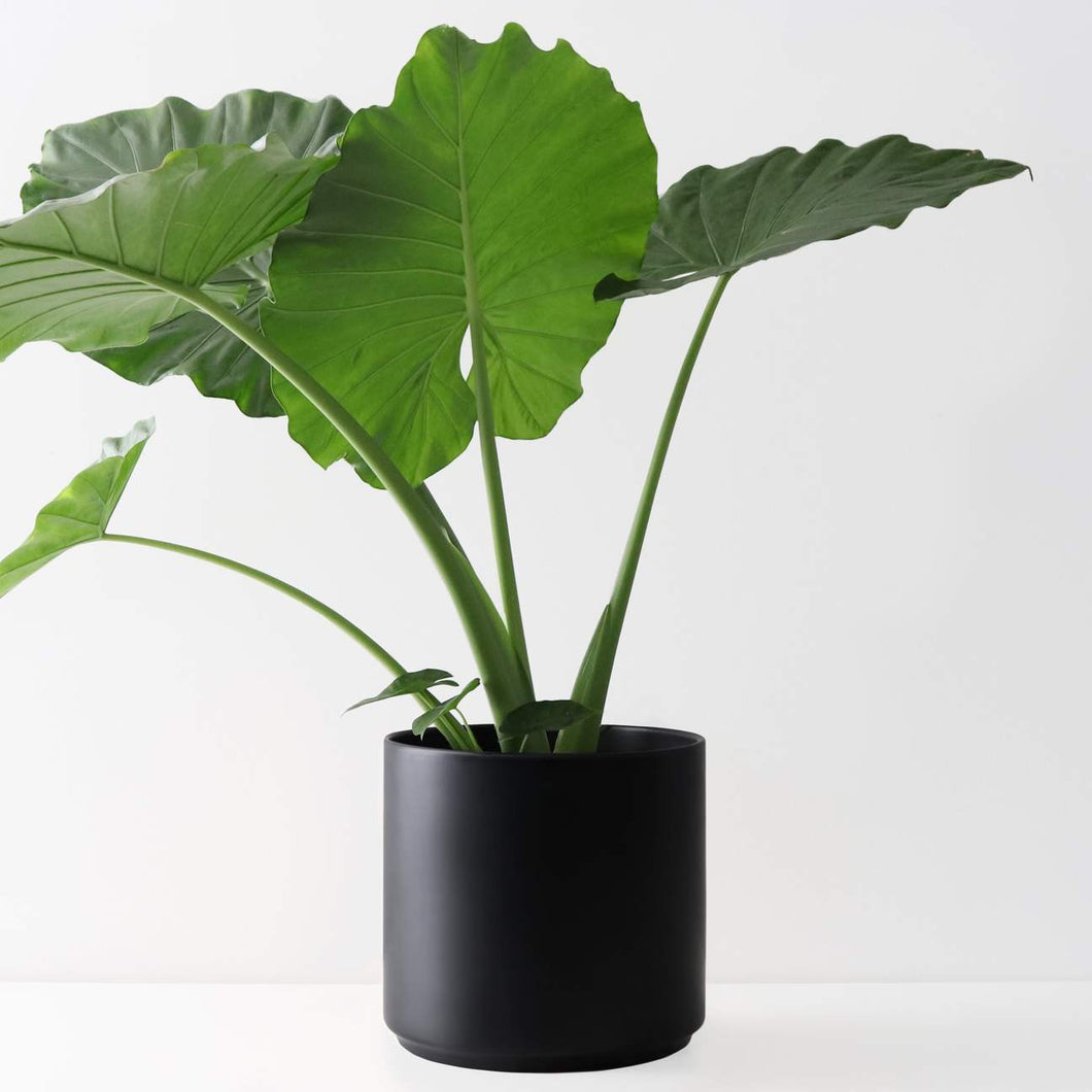 black ceramic cylinder planter