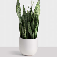 Load image into Gallery viewer, White Ceramic Contour Planter
